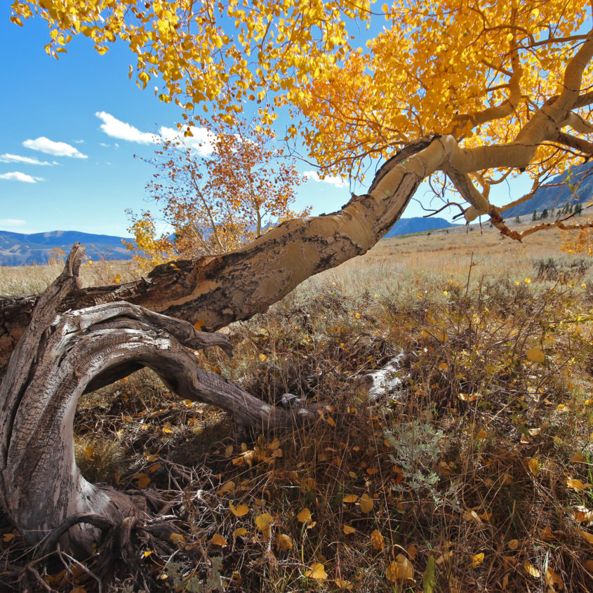 Parker Trail