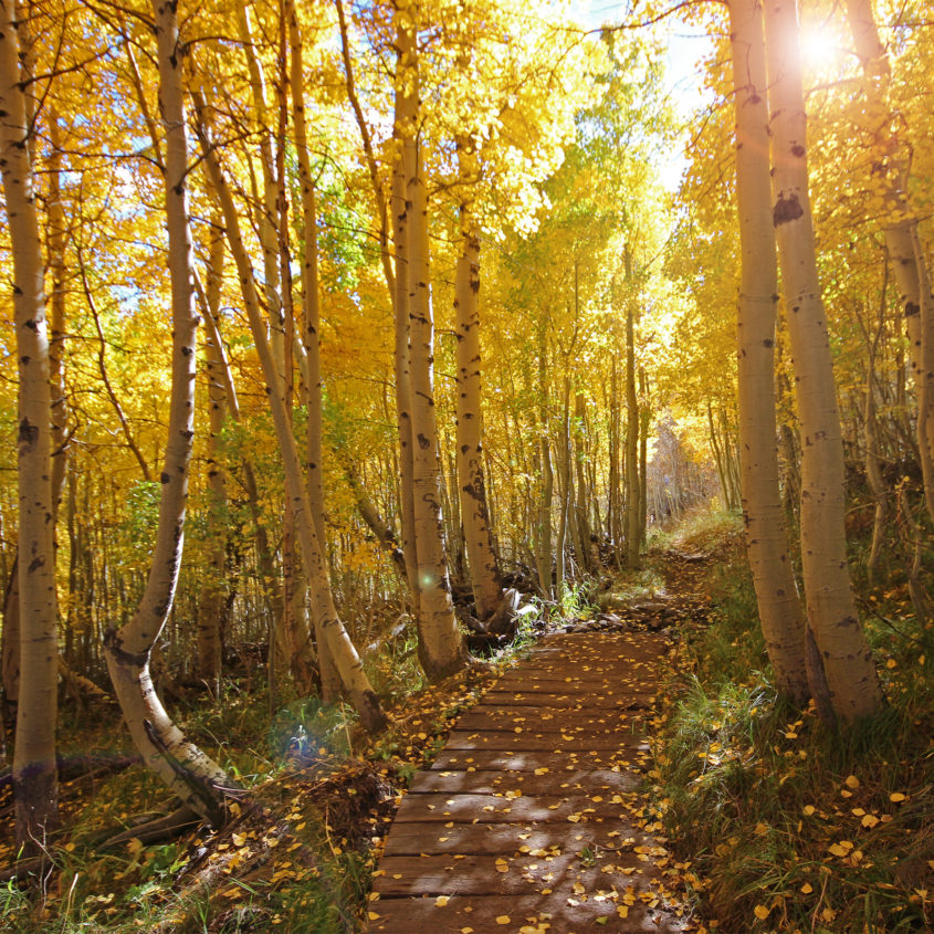 June Lake / Parker Trail